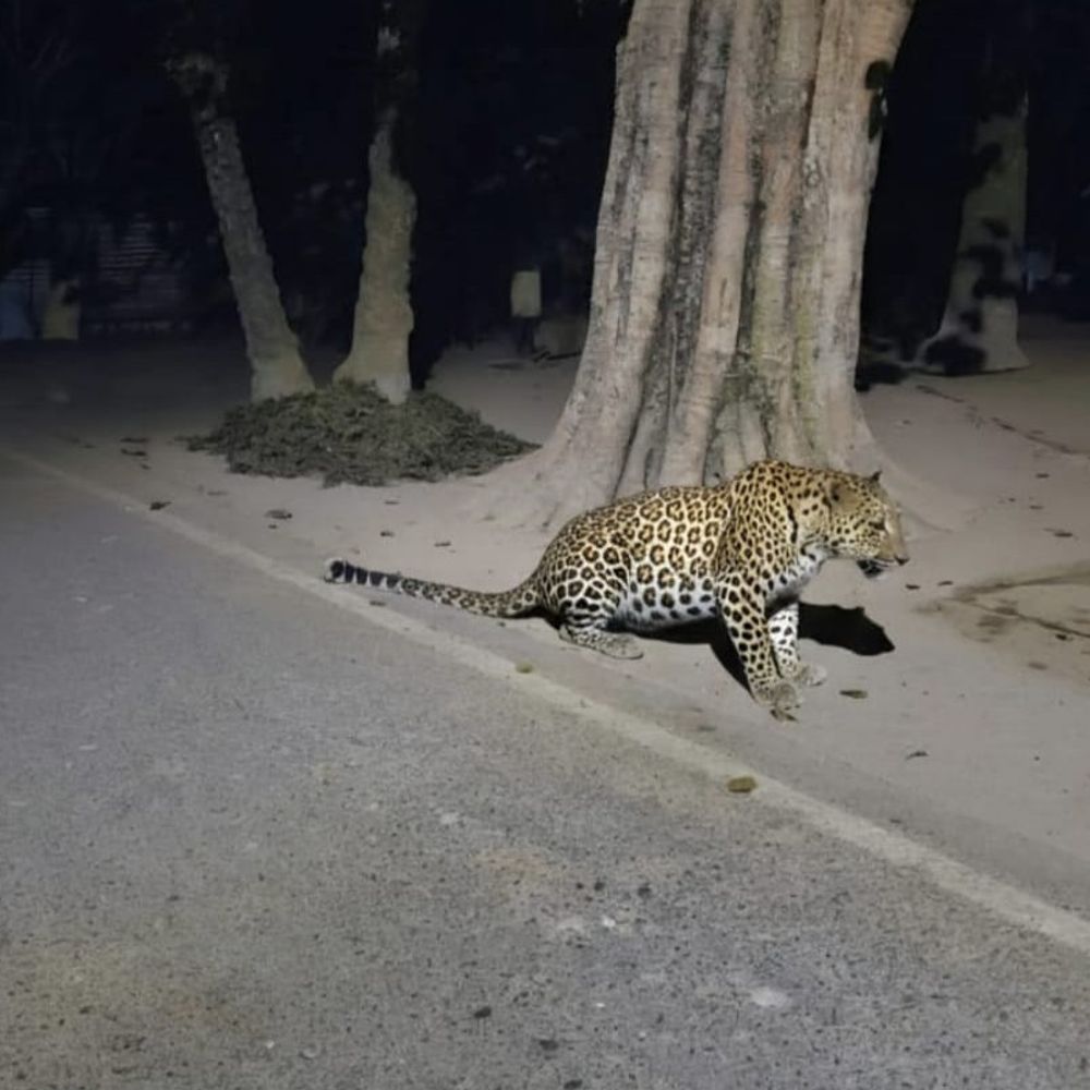 ठाकुरगंज में एक सप्ताह से तेंदुए का आतंक:ग्रामीणों ने वन विभाग पर लापरवाही का लगाया आरोप, रेंजर बोले-जंगली जानवरों की आवाजाही सामान्य