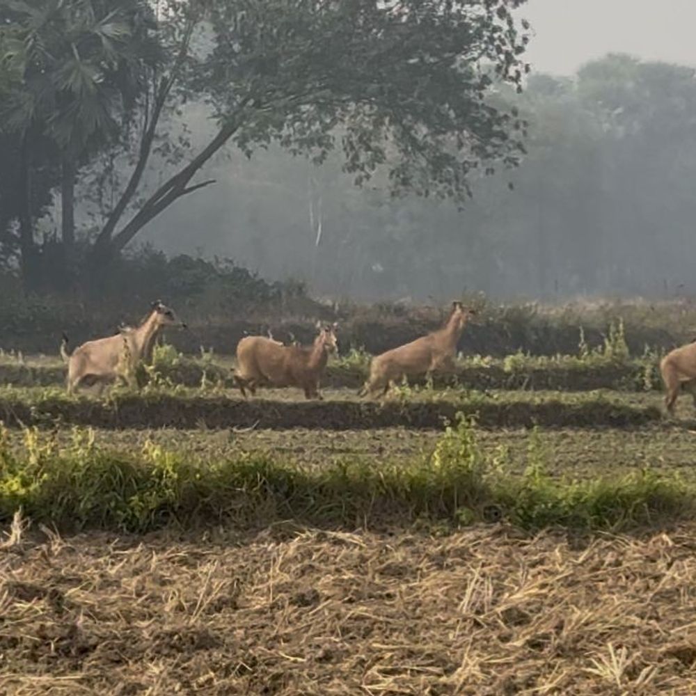 नवादा में नीलगाय का आतंक,15 को मारी गई गोली:किसानों की फसल बचाने के लिए कार्रवाई, हर साल होता था 50 लाख का नुकसान