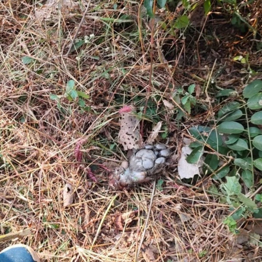 धमतरी में मृत तेंदुआ के पंजे कटे मिले:ताबीज बनाने के लिए नाखून छुपाए, पैर काटकर दूसरे जगह फेंका, एक आरोपी गिरफ्तार