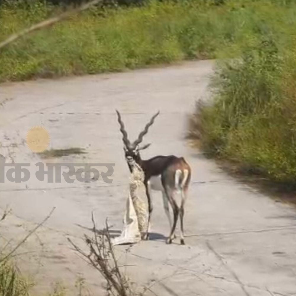 इटावा सफारी पार्क में तीन वन्यजीवों की मौत:प्रबंधन पर लापरवाही के आरोप, मरने से पूर्व काला हिरण प्लास्टिक की बोरी खाता दिखा
