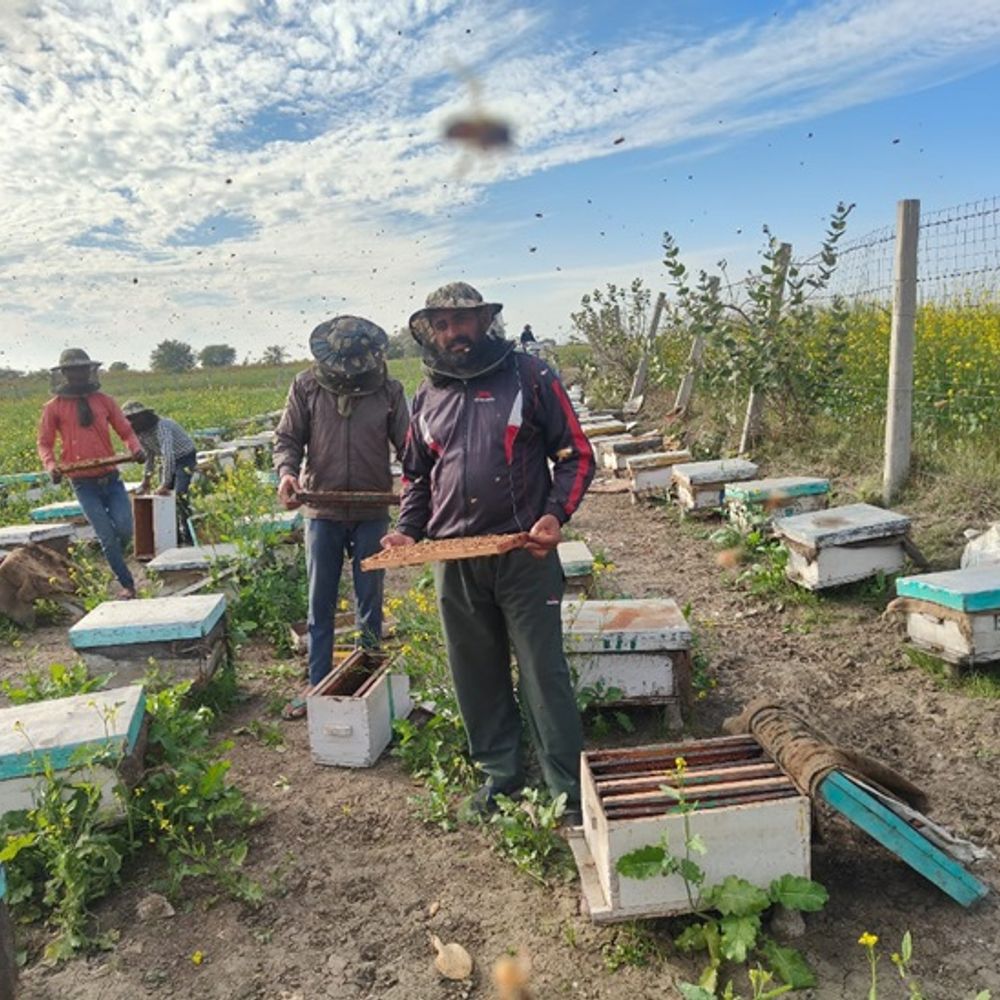 मुक्तसर में 10 प्रकार के शहद का उत्पादन:किसान ने 15 बक्सों से 3000 तक पहुंचाया कारोबार; सालाना 80 लाख टर्नओवर
