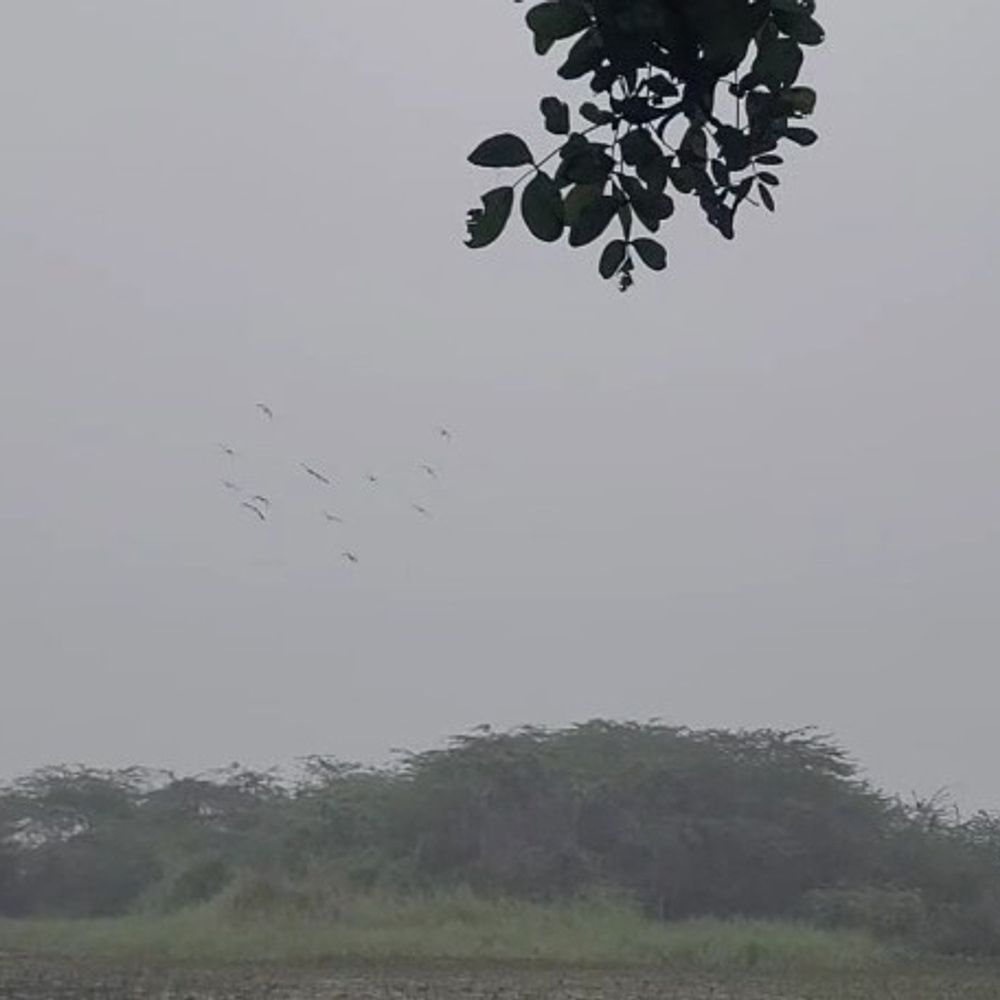 उन्नाव बर्ड सेंचुरी में 6000 से अधिक प्रवासी पक्षी पहुंचे:विभिन्न महाद्वीपों से पहुंचे मेहमान, पर्यटकों का आकर्षण