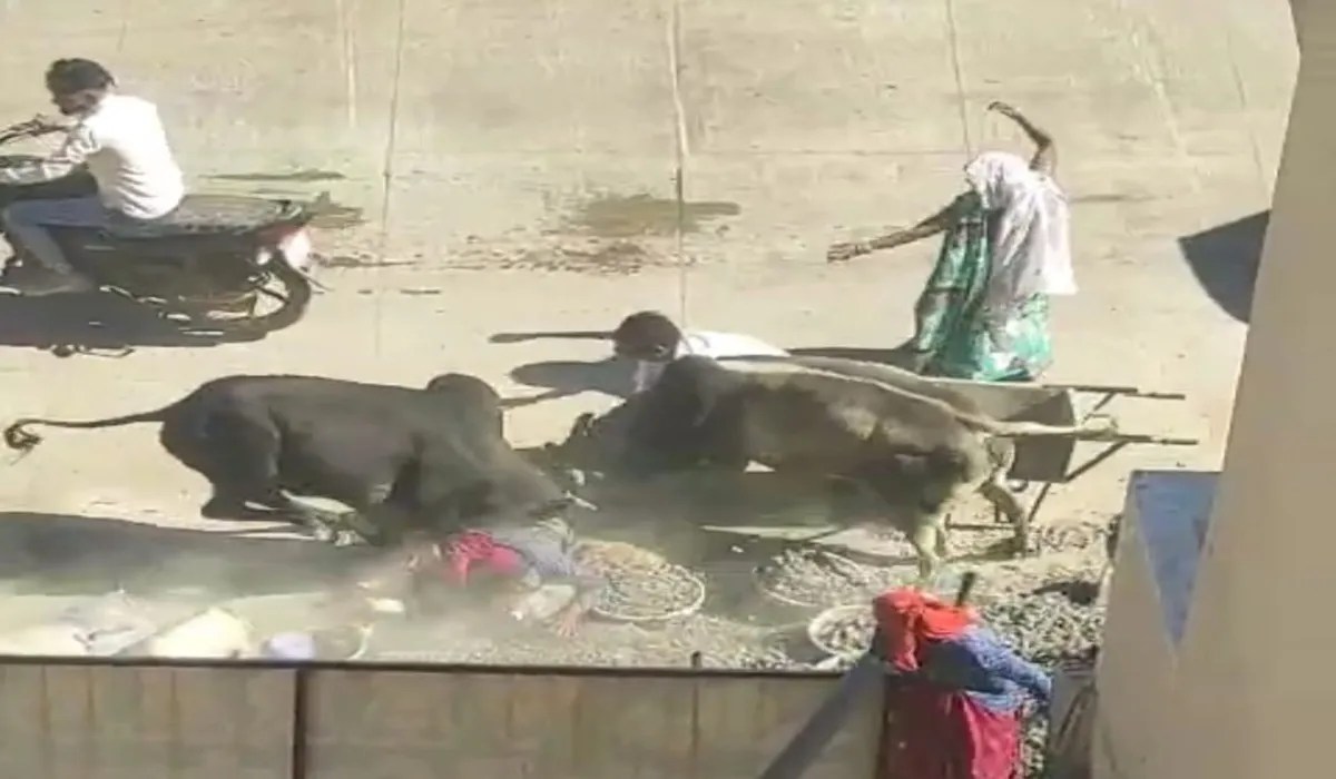 नगरपालिका की लापरवाही से बीच सडक़ पर सांडों का तांडव