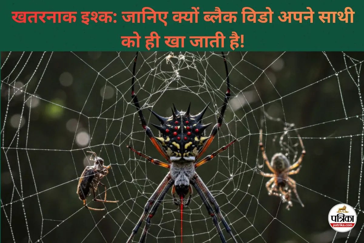 Black Widow Spider Facts: आखिर मेटिंग के बाद अपने ही साथी को क्यों खा जाती है मकड़ी, वजह जानते हैं आप?