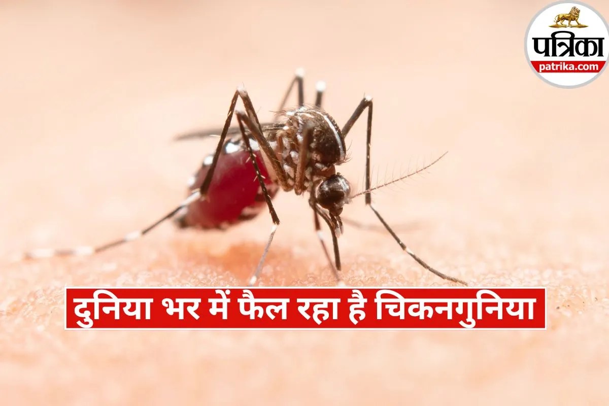 Chikungunya Symptoms: चिकनगुनिया धमाका! इन 4 देशों में खतरा ज्यादा, CDC अलर्ट जारी