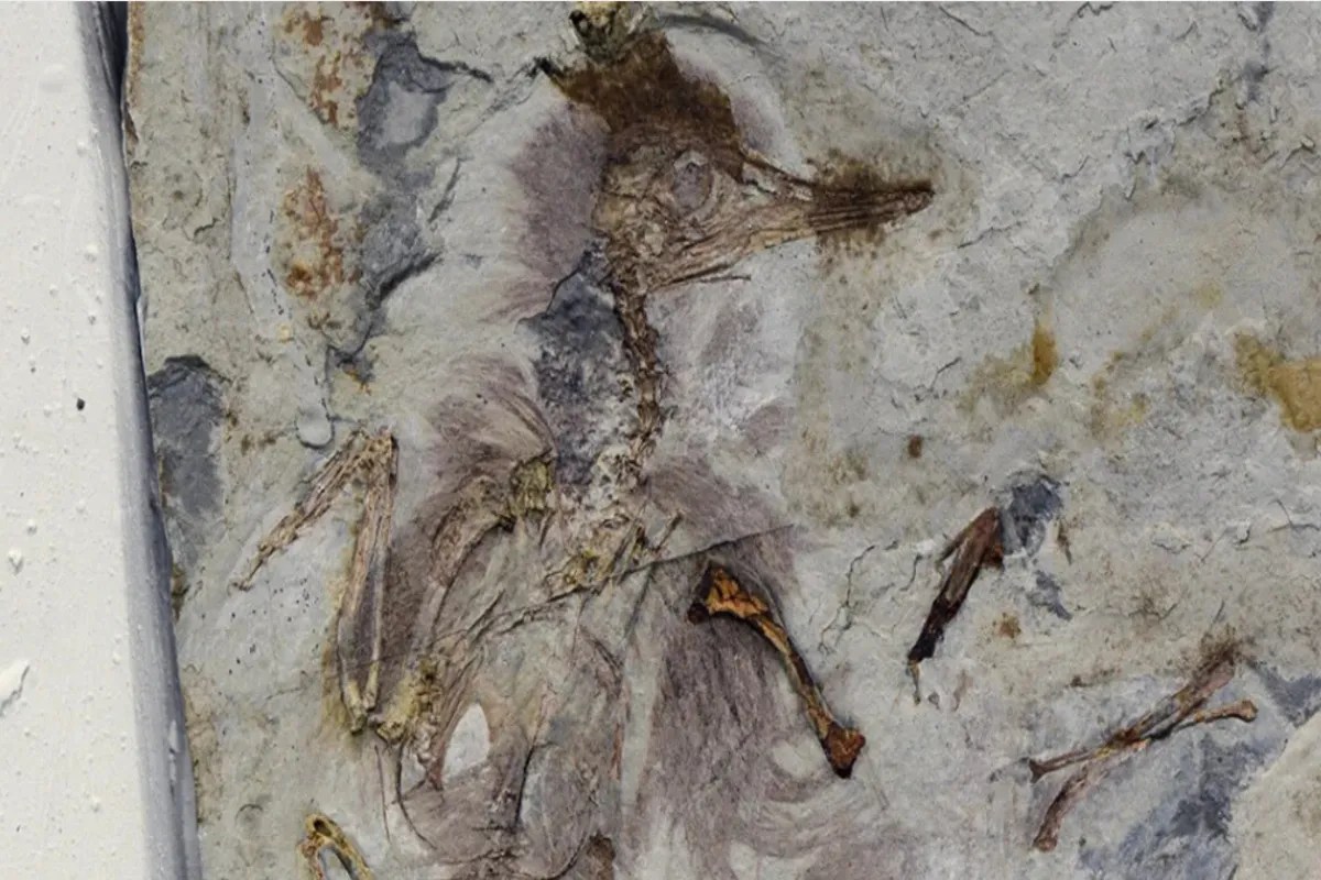 12 करोड़ साल पुराने पक्षी के गले में मिले 800 पत्थर, रहस्यमयी मौत पर वैज्ञानिकों के चौंकाने वाले खुलासे