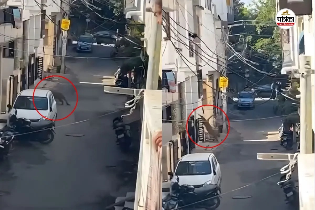 udaipur: आवासीय इलाके में लेपर्ड की धमाचौकड़ी से लोगों में दहशत, वन विभाग मौके पर