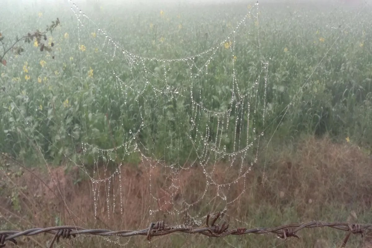 मोतीयों सी चमकी ओस की बूंदें, कोहरा छाया