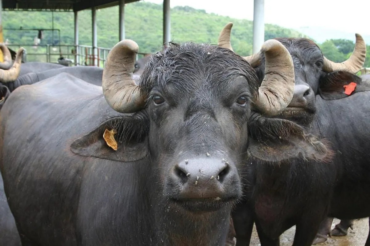 तेरहवीं का रायता खाना पड़ गया भारी, सैकड़ों की संख्या में लोग पहुंचे PHC…सामने आई हैरान करने वाली वजह