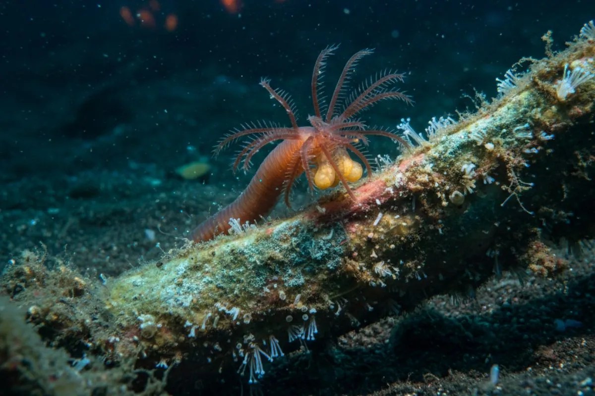 जलवायु परिवर्तन का असर: गहरे समुद्र के ज़ॉम्बी वर्म गायब, समुद्री पारिस्थितिक तंत्र पर खतरा