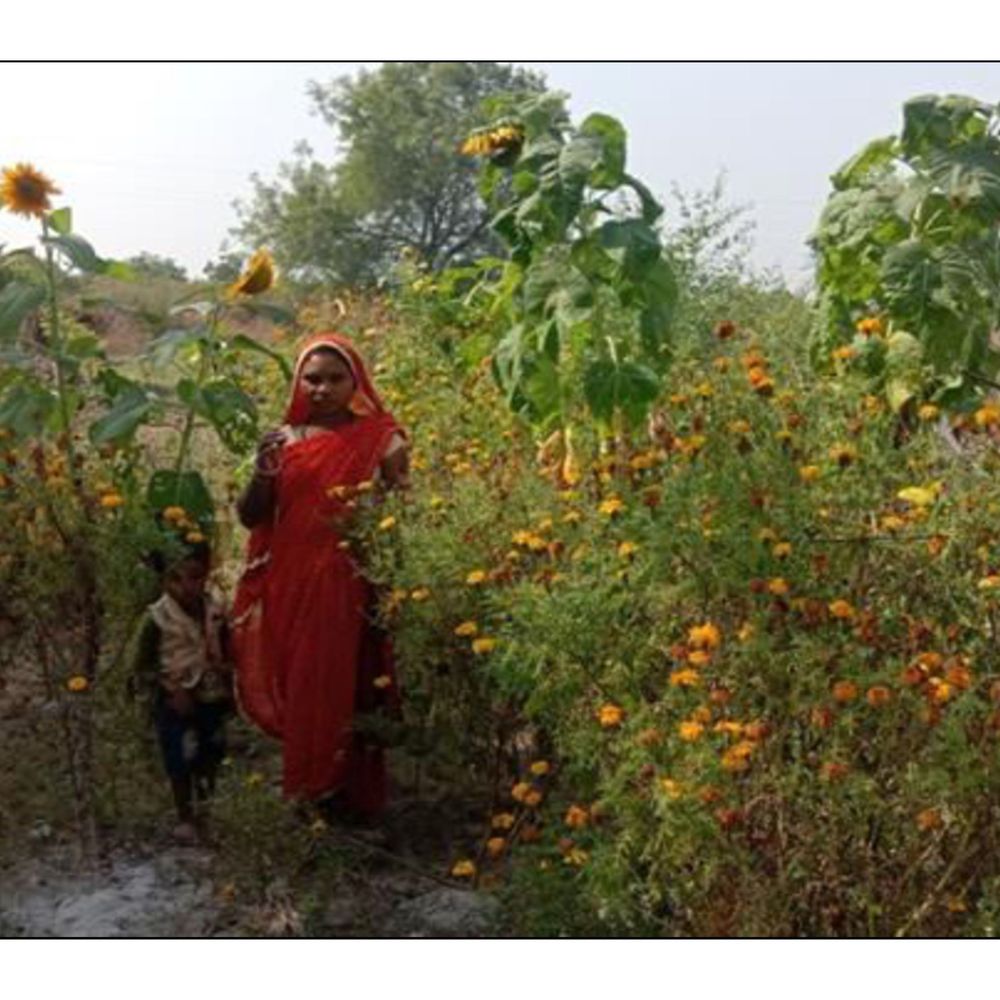 फूल की खेती से अमृता ने की तीन गुना की आय