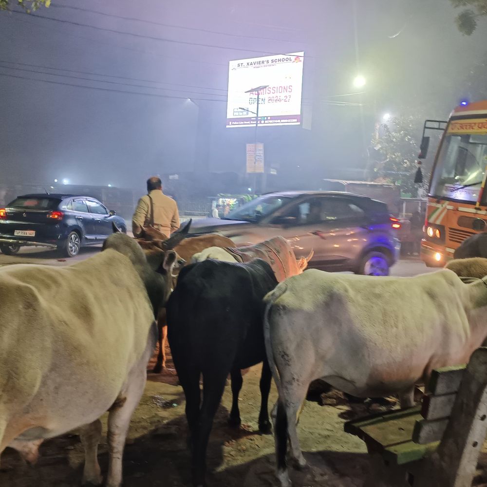 कन्नौज में गौशालाओं के बजाय सड़कों पर गौवंश:शहर में राहगीरों को चोटिल कर रहे, ग्रामीण क्षेत्रों में फसलें नष्ट