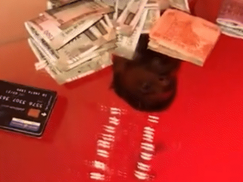 रायपुर-नागपुर ड्रग्स सिंडिकेट पकड़ाया:पराग मुख्य सप्लायर, 10 ग्राम MDMA, कैश-मोबाइल समेत 5 अरेस्ट, न्यू ईयर पार्टी में ड्रग्स सप्लाई करते थे