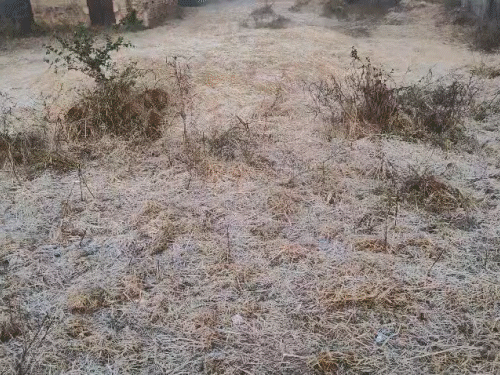 छत्तीसगढ़ में कोल्ड वेव का अलर्ट…मैनपाट सबसे ठंडा:पेंड्रा-सरगुजा में ओस की बूंदें जमकर बर्फ बनी, 4 दिनों में 1-2 डिग्री गिर सकता है तापमान