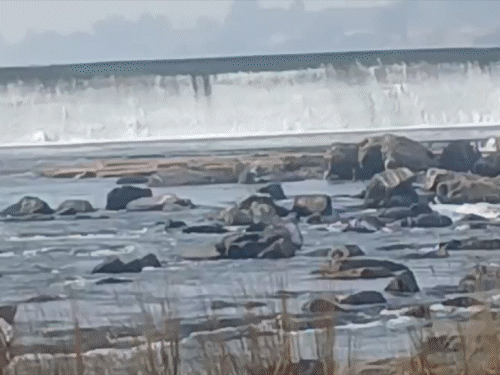 न्यू ईयर सेलिब्रेशन के लिए बरुआ घाट बना पसंदीदा स्पॉट:दामोदर तट पर्यटकों को कर रहा आकर्षित, बहती नदी व हरियाली आकर्षण का केंद्र