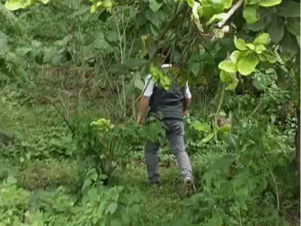 हरियाली तबाह करने का खेल…14 एकड़ में मिला जंगल:भोपाल के मस्तीपुर में पहले फाइलों में नहीं थे 6 हजार पेड़; जांच में सामने आए