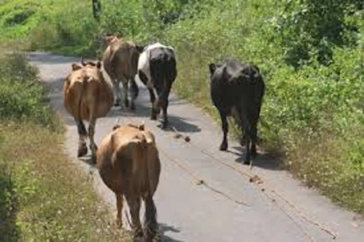 डेयरी फार्मिंग से बदली किसानों की तकदीर, तटीय कर्नाटक में गाय पालन बना आय का मजबूत जरिया