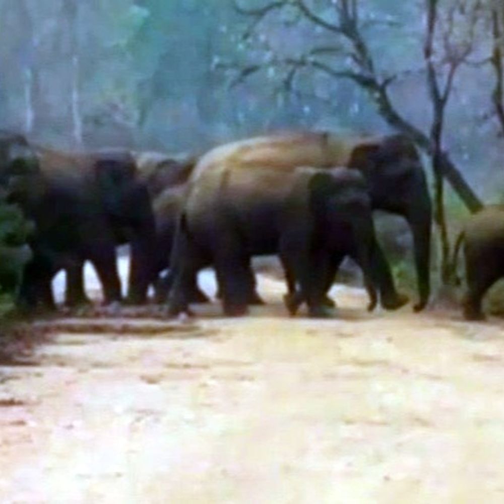 लातेहार में हाथी के हमले से युवक की मौत:आलू के खेत में सिंचाई करते समय हुआ हादसा, वन विभाग ने दिया मुआवजा