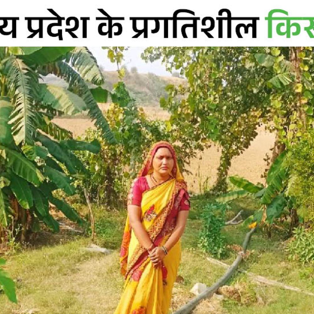 महिला ने खेतों की सेहत सुधारने शुरू की ऑर्गेनिक खेती:मुरैना की 8वीं पास लता देवी ने खेती को बनाया रसायन मुक्त, लागत 75% कम हुई, मुनाफा दोगुना