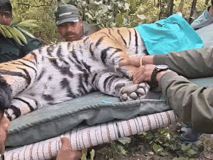 सिवनी की बाघिन से सुधरेगा राजस्थान के बाघों का जीन:पेंच टाइगर रिजर्व से रामगढ़ विषधारी टाइगर रिजर्व में सफल ट्रांसलोकेशन