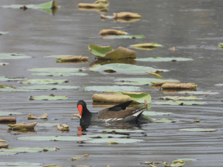 राजगीर जू सफारी में प्रवासी पक्षियों का आगमन शूरू:पर्यटकों के लिए आकर्षण का केंद्र, फॉरेस्ट वैगटेल भी आ रहे