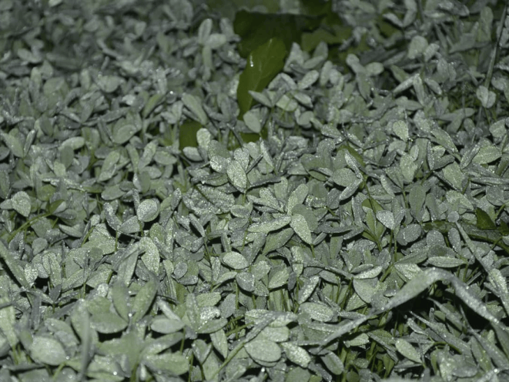 सीहोर में शीतलहर से फसलों पर ओस जमी:न्यूनतम तापमान 6.7 डिग्री, पहाड़ों से आ रही हवाओं ने सर्दी बढ़ाई; मावठे की संभावना