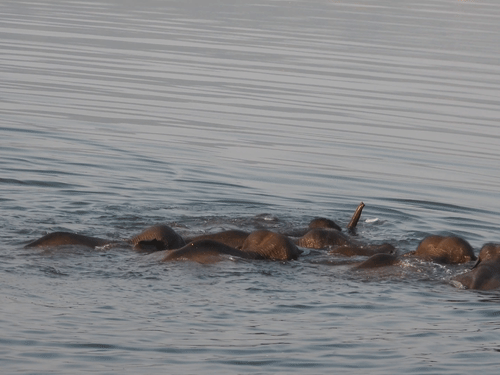 कॉर्बेट पार्क में तैरता दिखा हाथियों का झुंड:25 फीट गहरी रामगंगा नदी की पार, नेचर गाइड ने कैमरे में कैद किया VIDEO