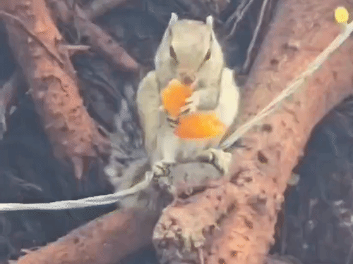 नैनीताल में गिलहरी ने ठंड में उठाया जलेबी का लुत्फ;VIDEO:हनुमान मंदिर में बिना डरे प्रसाद के पास पहुंची, लोग बोले- बेहद खास दृश्य