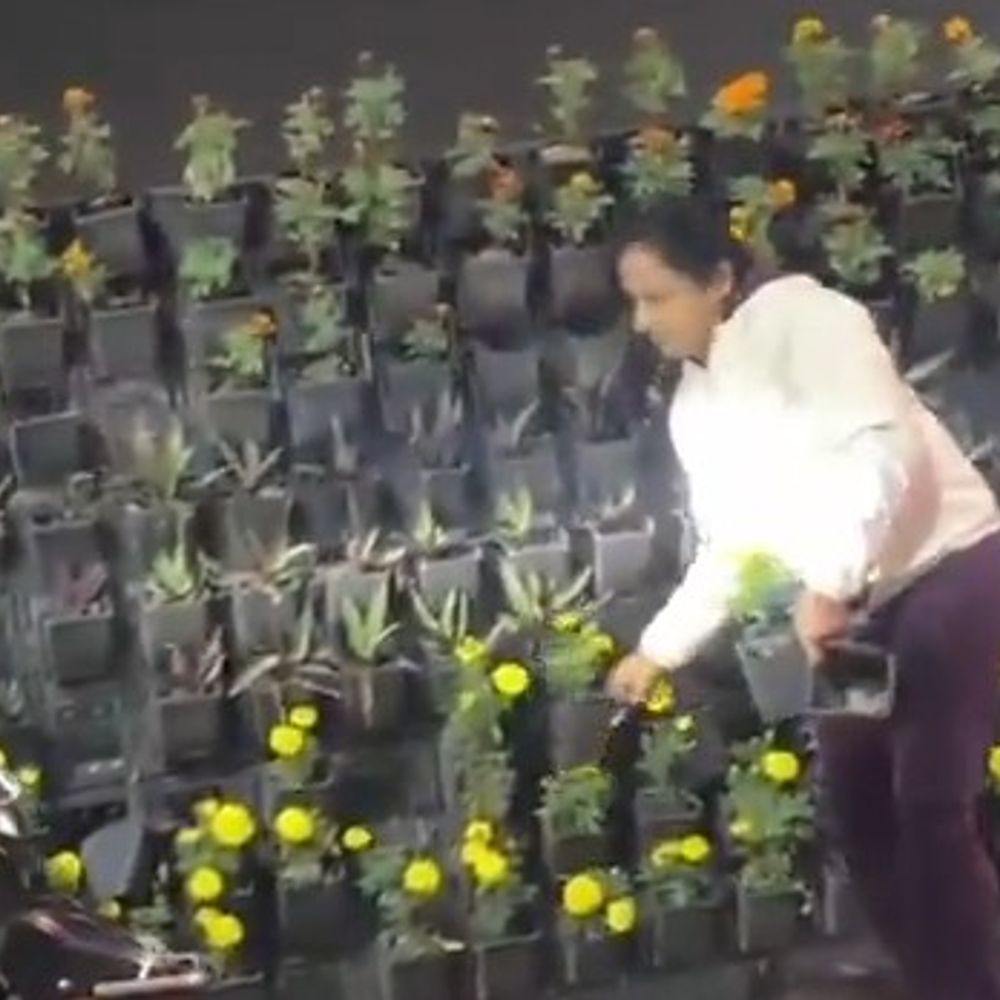 लखनऊ पीएम मोदी के जाते ही चोरी हुए गमले:राष्ट्रीय प्रेरणा स्थल के बाहर सजावट में लगे गमले हुए चोरी, वीडियो हुई वायरल