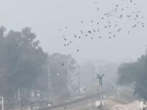 भीलवाड़ा में पौष माह में भी सर्दी कमजोर:कोहरे ओर सर्द हवाओं से इस सप्ताह में भी राहत, तापमान में नहीं होगी गिरावट