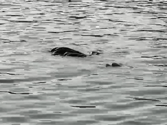 जोधपुर में तालाब में मिला युवक का शव:20 साल के वैभव ने कूदकर दी जान, जांच में जुटी पुलिस