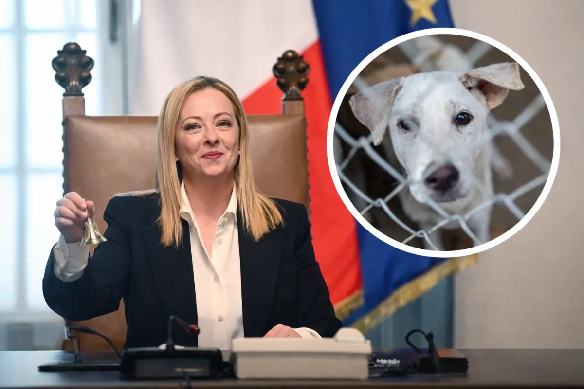 भारत में कुत्तों पर झगड़ा… पीएम Modi की दोस्त ने Animal Cruelty रोकने के लिए उठाया बड़ा कदम