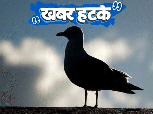 खबर हटके-चिड़ियों से भारत में जासूसी करा रहा चीन:पेट से निकला आधा किलो वजनी दिमाग; शख्स ने 228 बार लाखों रुपयों का कंडोम ऑर्डर किया