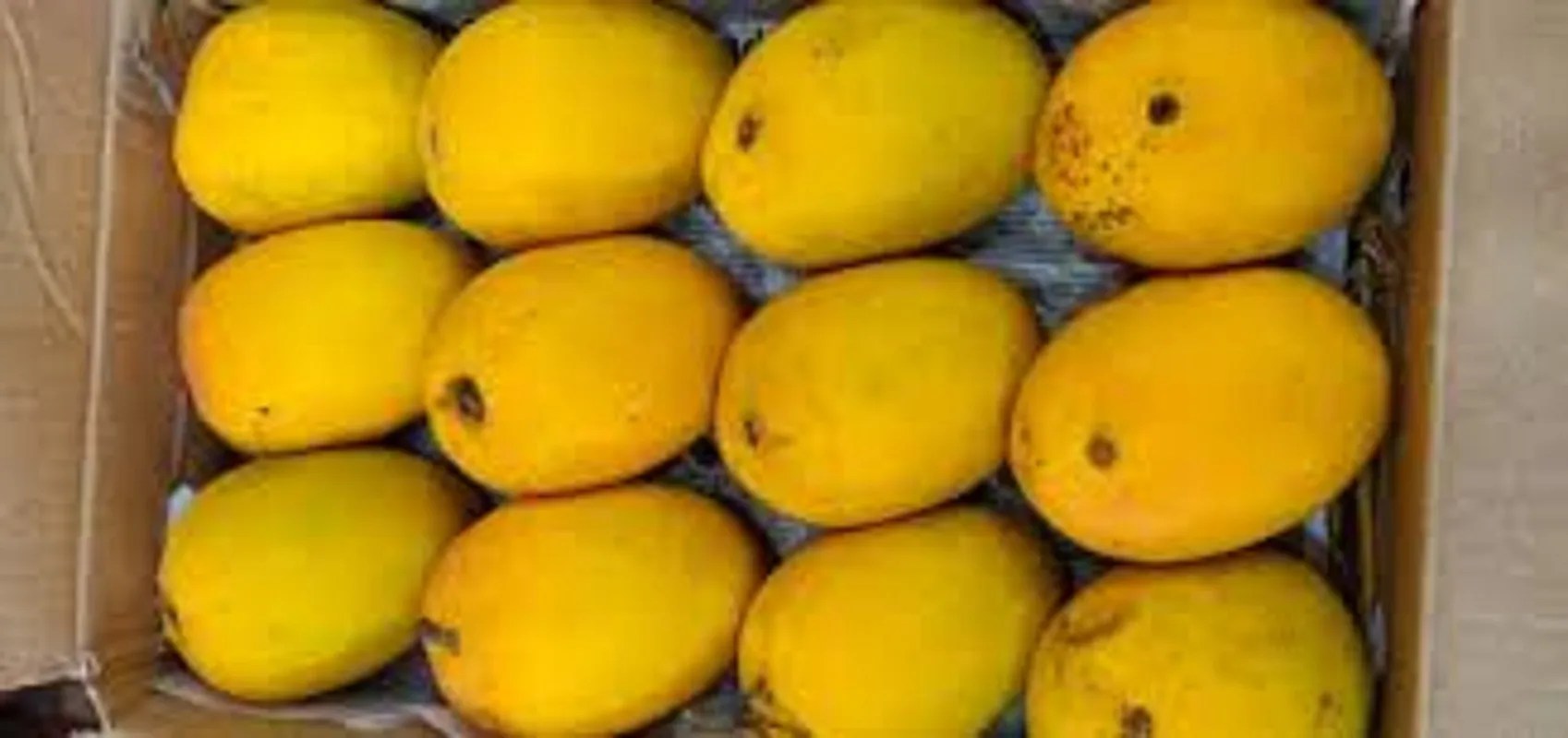 धारवाड़ में आम विकास सेंटर का निर्माण शुरू, जून 2026 से शुरू होंगी गतिविधियां