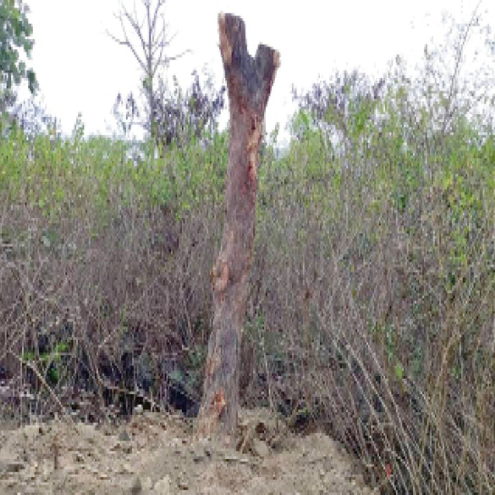 10 साल में विकास के नाम पर काटे 5 लाख पेड़… उगे सिर्फ कागजों पर