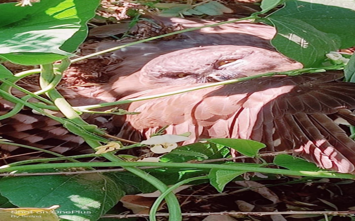 ग्रीन सिटी में मिला दुर्लभ प्रजाति का उल्लू