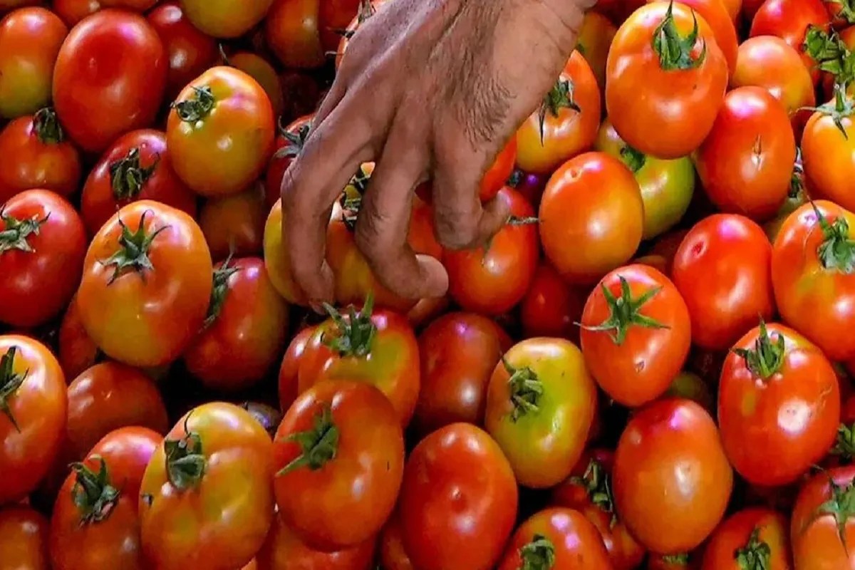 Muhana Mandi : थोक मंडी में टमाटर महंगा, हरी मटर, शिमला मिर्च और फूल गोभी हो रही सस्ती