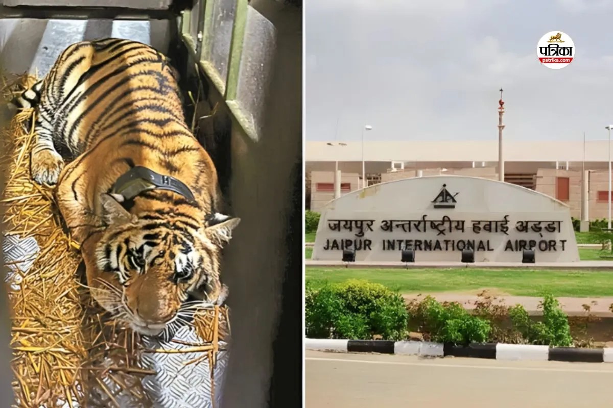 मोगली के जंगल से पहुंची नई मेहमान… जयपुर एयरपोर्ट पर पहली बार बाघिन को लेकर उतरा हेलिकॉप्टर