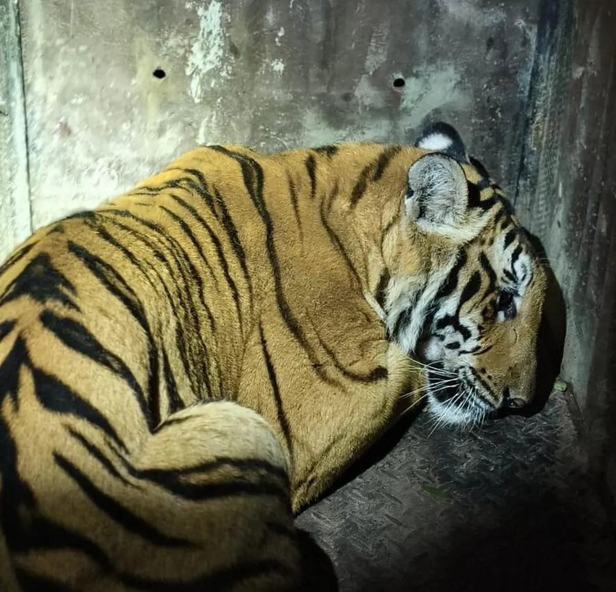 केले के बागान में छिपा बाघ पकड़ा गया, ग्रामीणों ने ली राहत की सांस