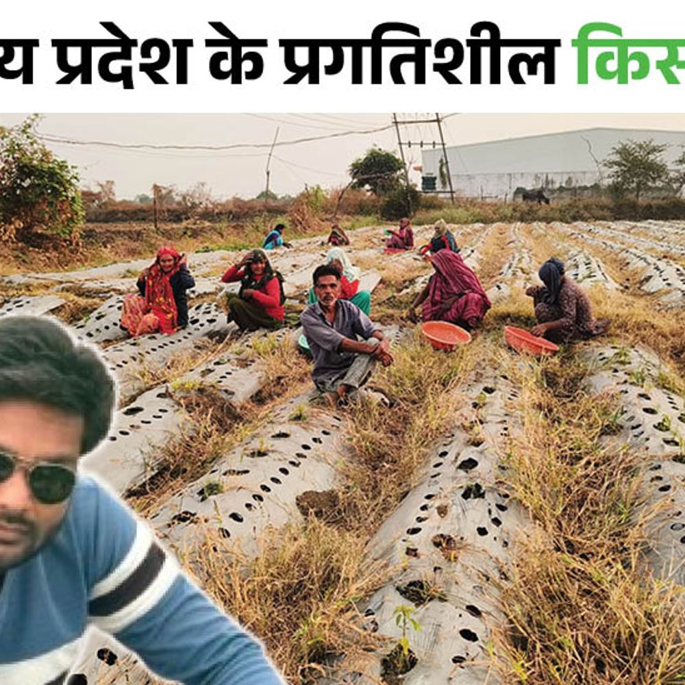 चने की खेती में पानी बचत की नई तकनीक:नर्मदापुरम के चीलाचौन गांव के किसान की ड्रिप सिंचाई और मलचिंग से डेढ़ गुना बढ़ी पैदावार