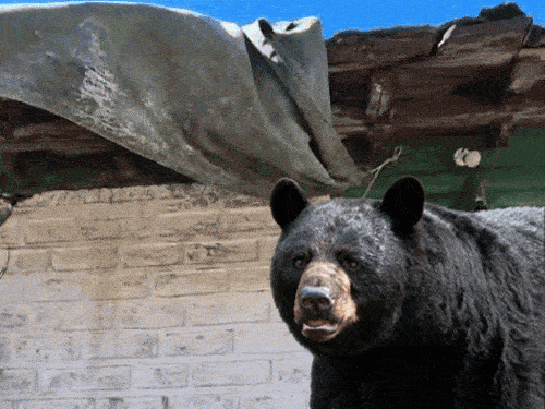 पिथौरागढ़ में खाने की तलाश में भटक रहे भालू:घरों के दरवाजे और छतों को तोड़ रहे, दहशत में 14 गांवों के लोग