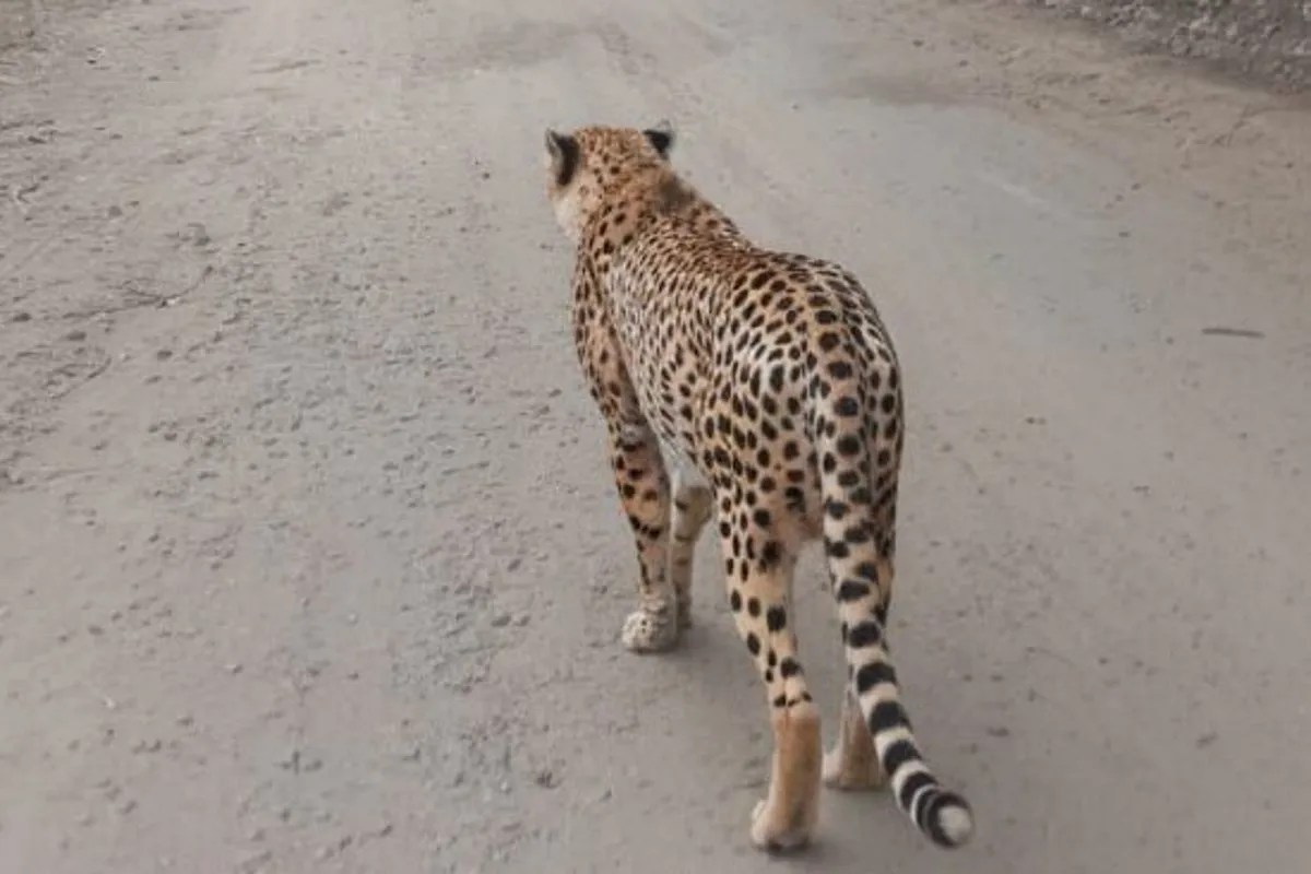 कोटा थर्मल में लेपर्ड का मूवमेंट, श्रमिक दहशत में