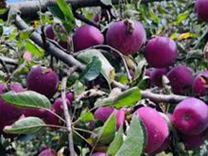 केंद्र ने यूरोपियन यूनियन के सेब पर इंपोर्ट ड्यूटी घटाई:50 की जगह 20% की, हिमाचल एपल इंडस्ट्री पर संकट, ट्रेड डील से बागवान चिंतित