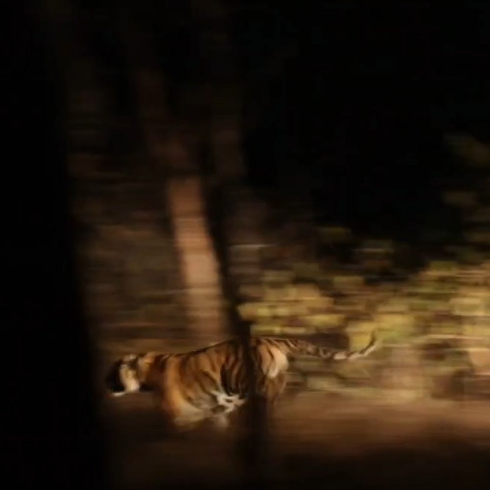 सागर के दुर्गावती टाइगर रिजर्व में बढ़ा कुनबा:कान्हा से लाकर छोड़ा गया बाघ; अब 27 हुई संख्या, मां से बिछड़ गया था