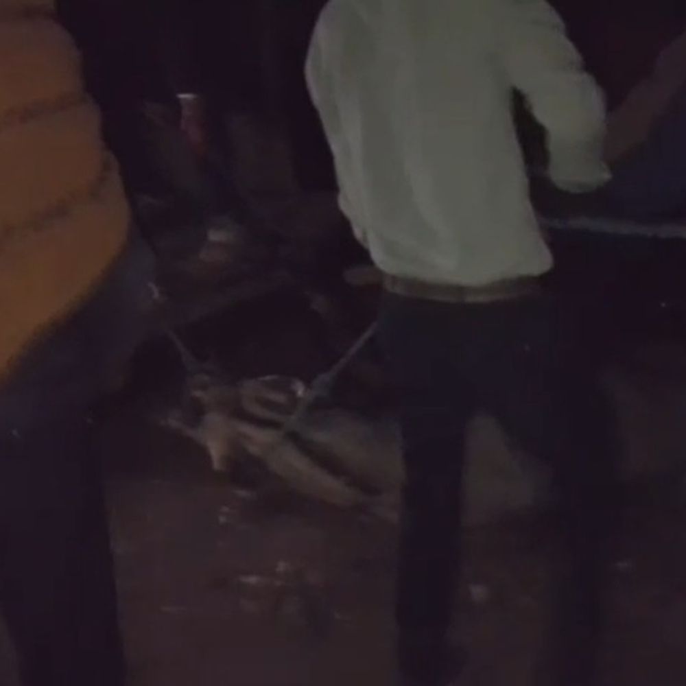 गुना में चलती कार पर कूदी नीलगाय, मासूम की मौत:विंडशील्ड तोड़कर मां की गोद में बैठी बच्ची के सिर पर लगे पैर; दंपत्ती भी घायल