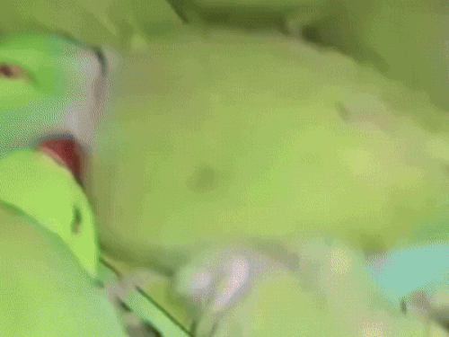 वाराणसी कैंट रेलवे पुलिस ने पंजाब मेल में पकड़ा 500-तोता:अमेठी से पश्चिमी बंगाल ले जा रहे थे तस्कर,वन विभाग ने कराया मुकदमा