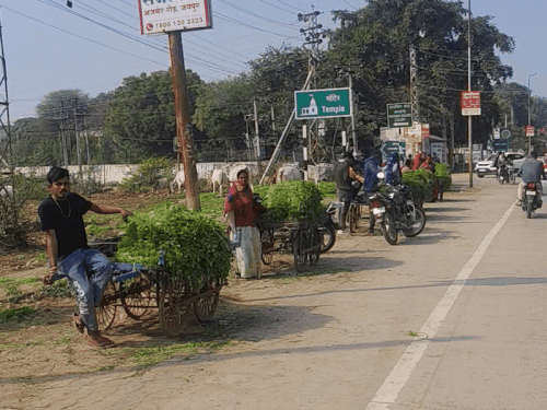 गायों को हरा चारा खिलाकर किया दान पुण्य:सवाई माधोपुर में मकर संक्रांति पर लोगों में दिखा उत्साह