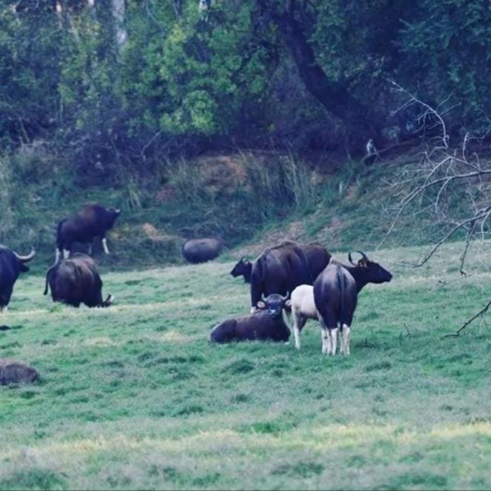 सतपुड़ा से बांधवगढ़ भेजे जाएंगे 27 बायसन:22 जनवरी से शुरू होगा दूसरा चरण; 300 कर्मचारियों की टीम तैनात, हाथियों की लेंगे मदद