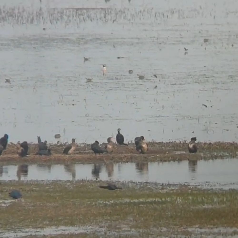 राजगीर की वादियों में गूंजती विदेशी पक्षियों की चहचहाहट:29 से बढ़कर 33 हुई प्रवासी पक्षियों की संख्या, दो फेज में सर्वेक्षण