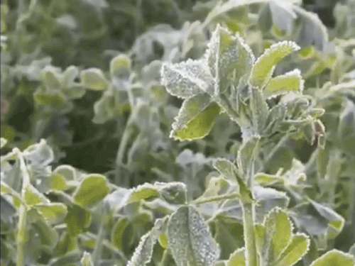 सीकर में फसलों‌ पर पाला, आज 2 डिग्री गिरा पारा:सुबह न्यूनतम तापमान 0.2 डिग्री, कल मिलेगी थोड़ी राहत, 3 दिन बाद एक्टिव होगा नया वेदर सिस्टम